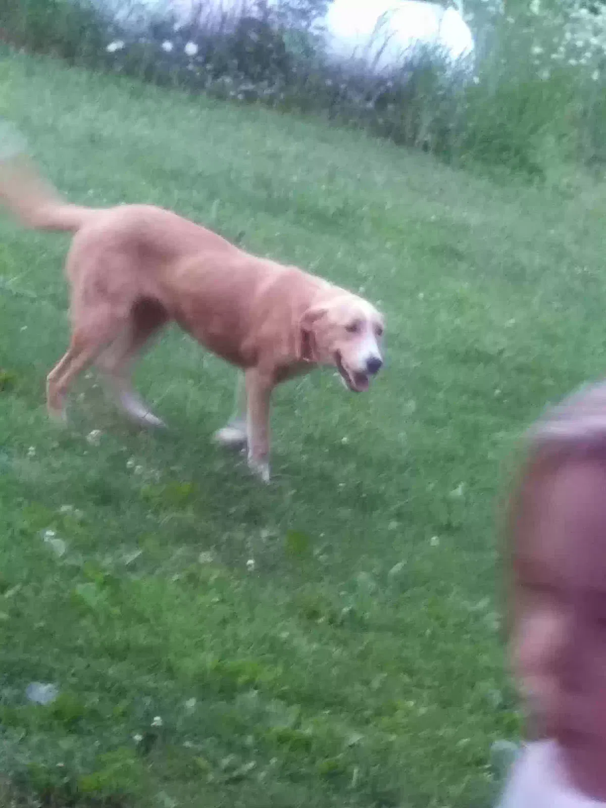 Found dog in Omaha, AR, 72662