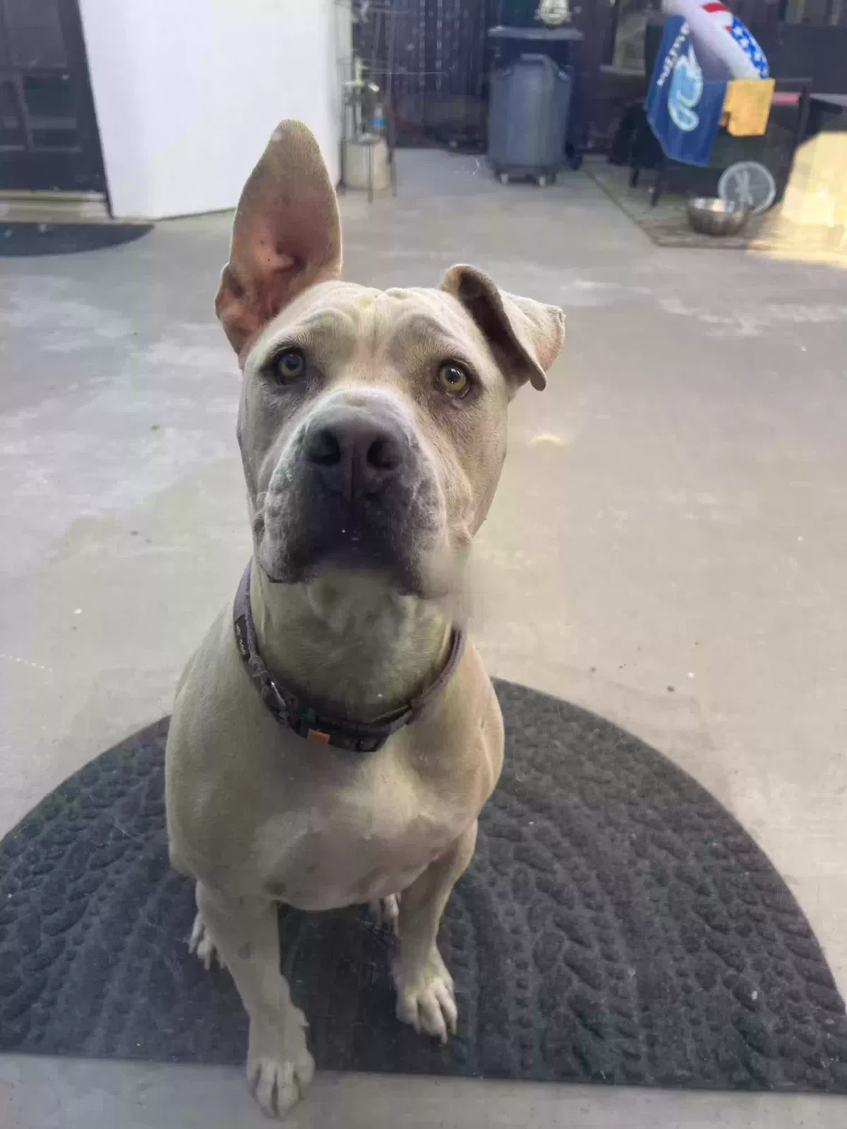 Found dog in Lake Elsinore, CA, 92530
