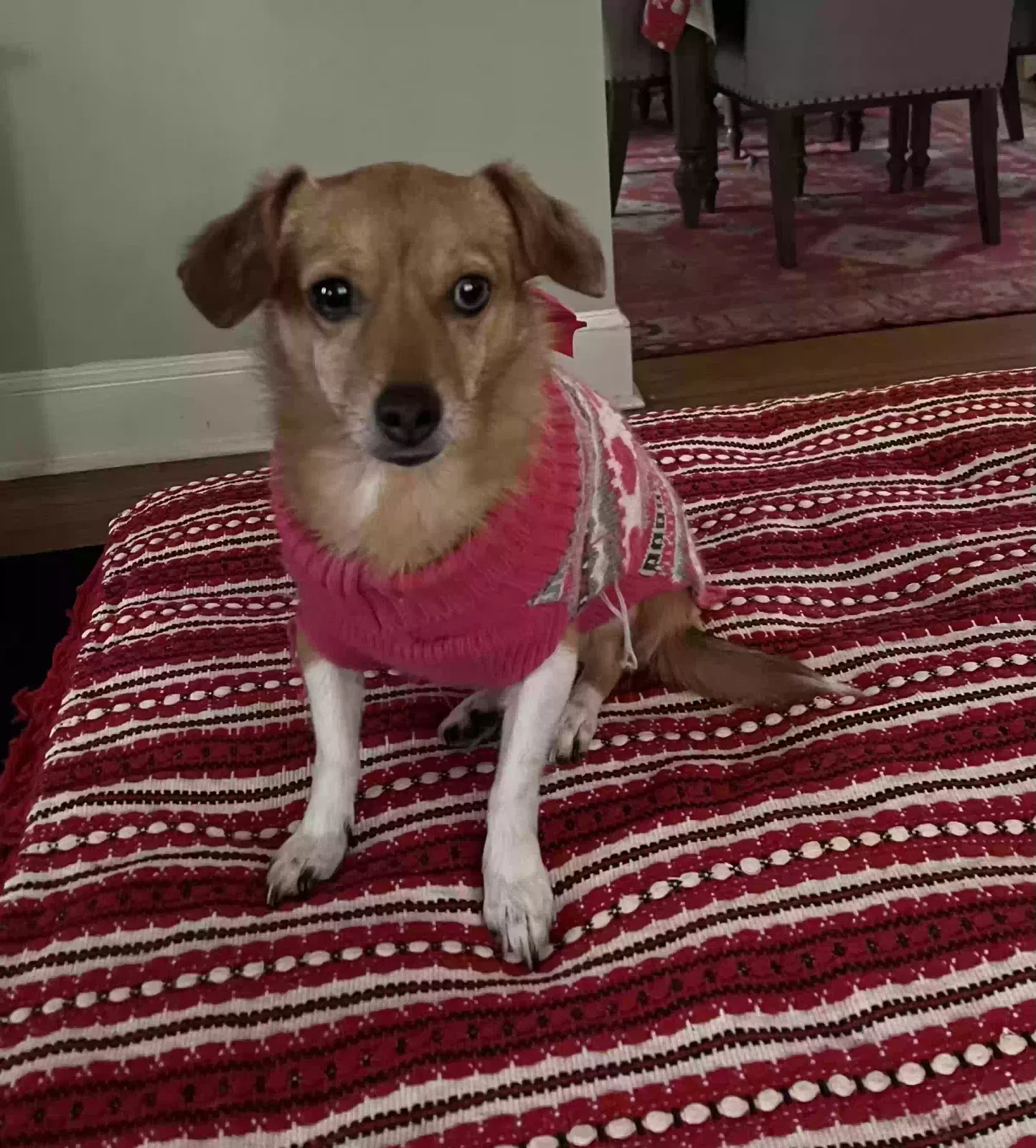Lost dog in Philadelphia, PA, 19116