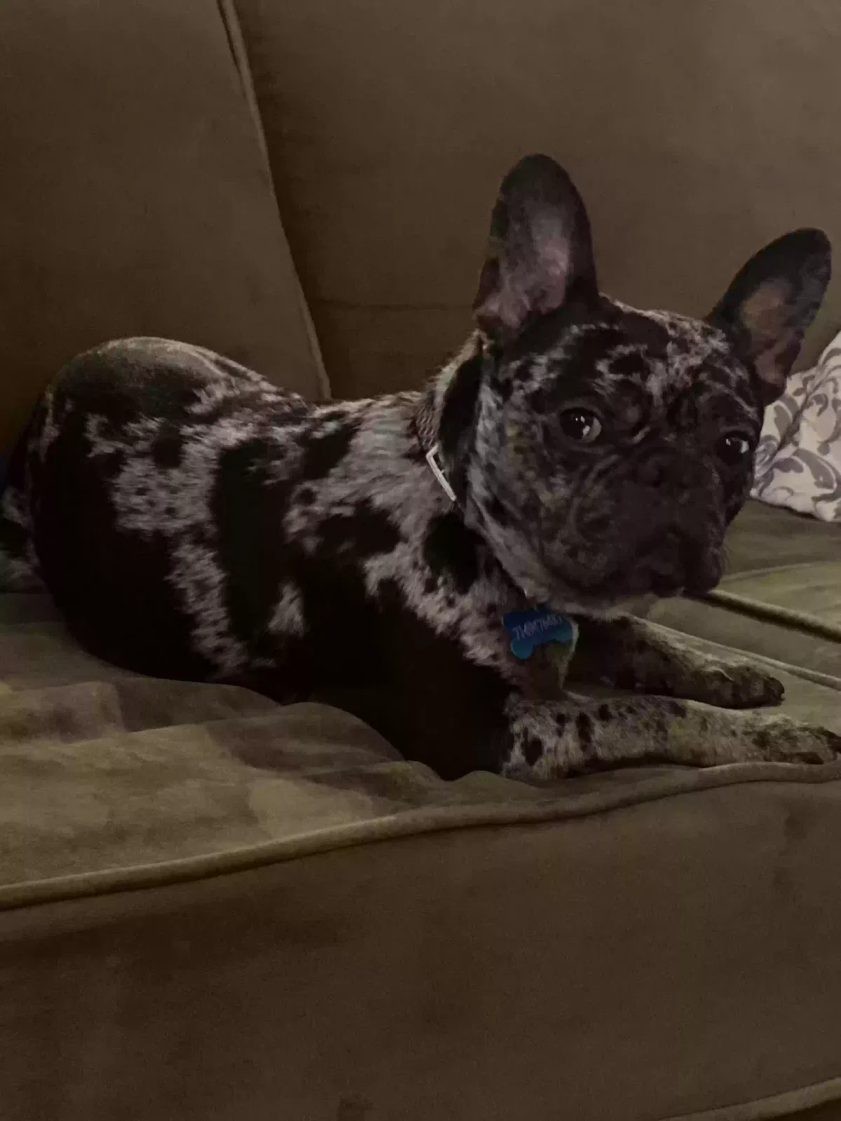 Lost dog in Buena Park, CA, 90621