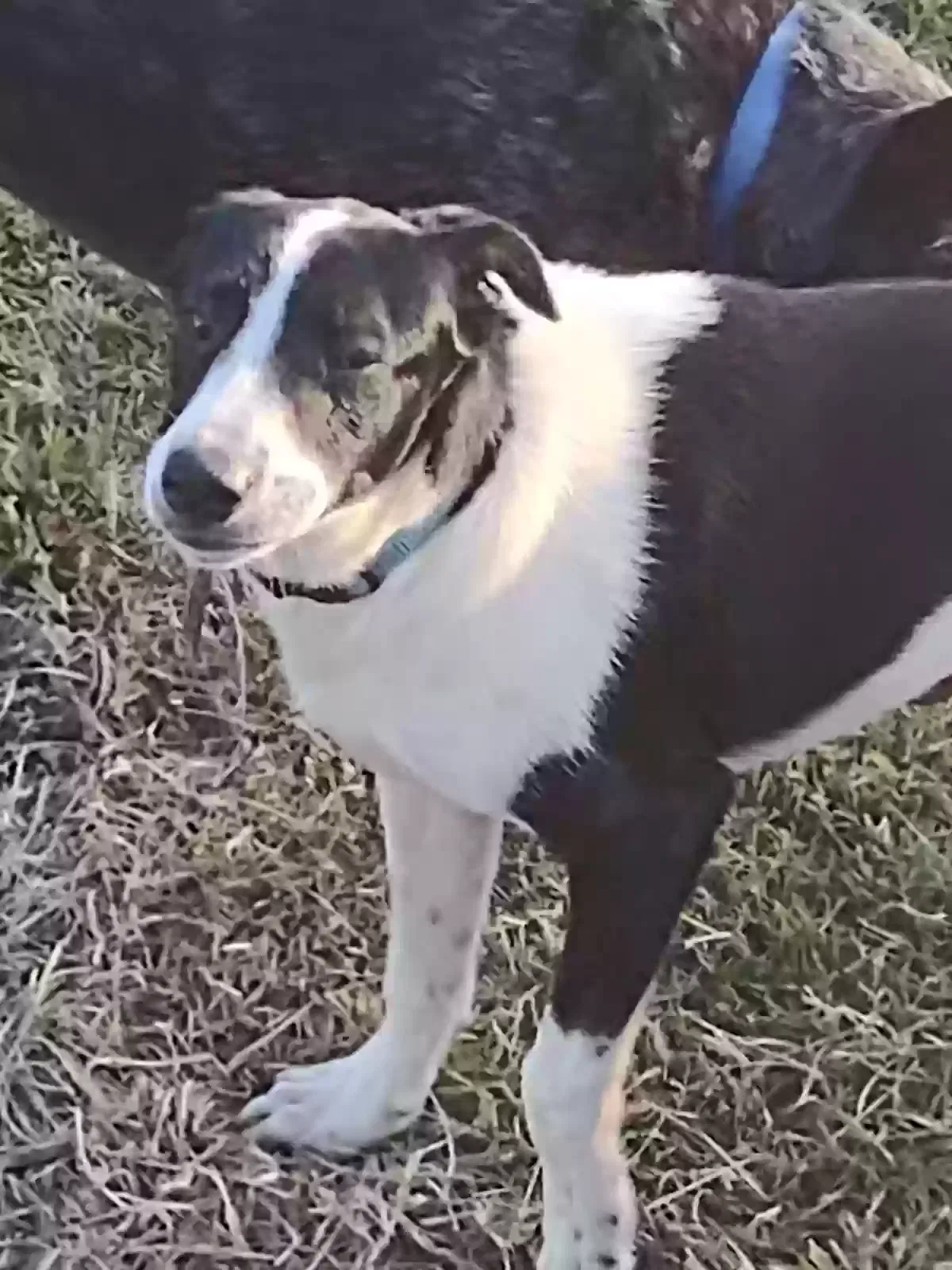 Found dog in Ville Platte, LA, 70586