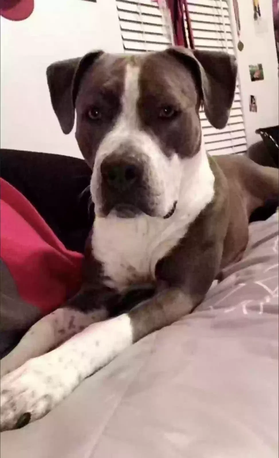 Lost dog in Kansas City, MO, 64108