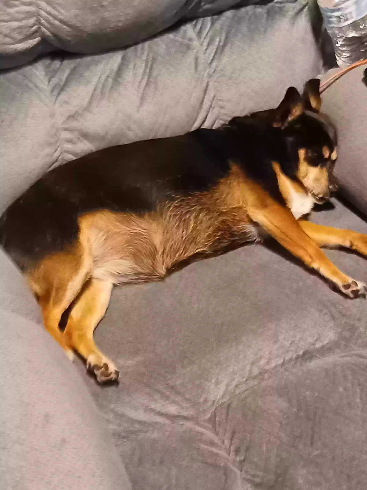 Lost dog in Baton Rouge, LA, 70814
