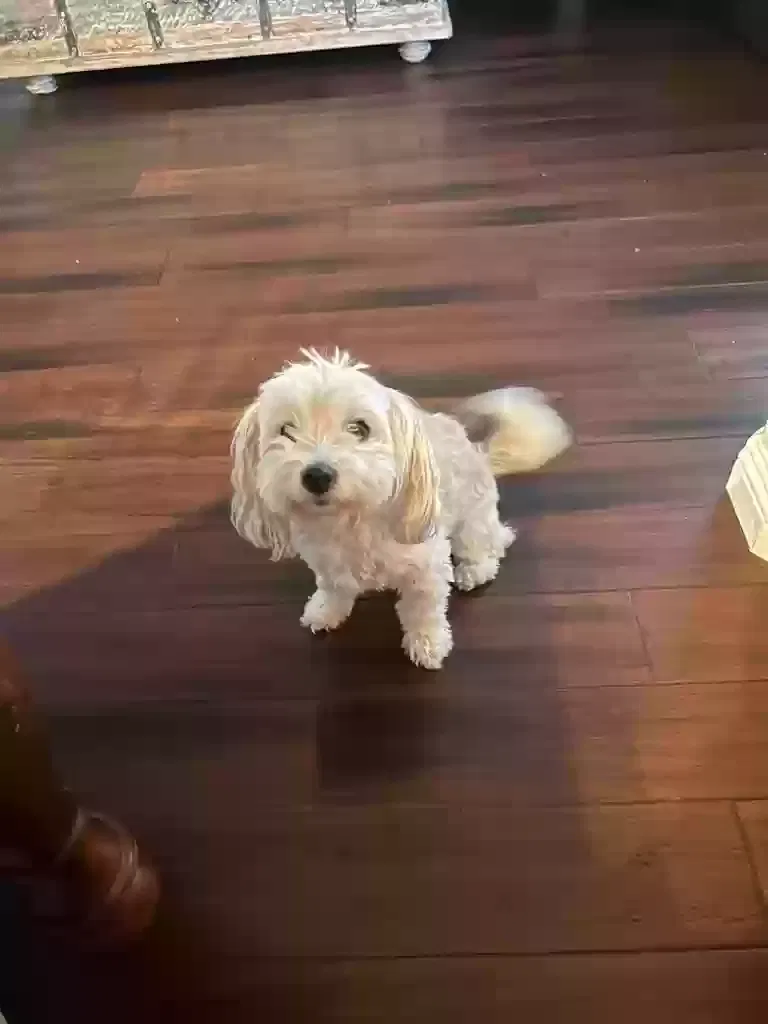 Lost dog in Fremont, CA, 94538