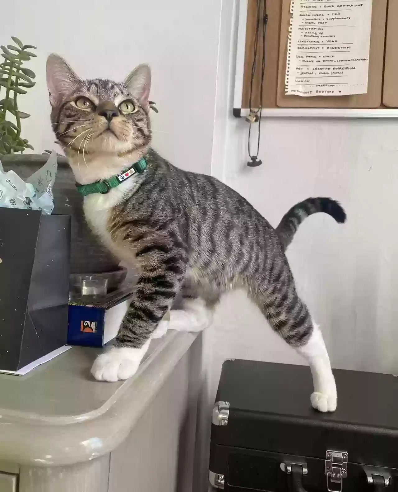 Lost cat in Brooklyn, NY, 11226