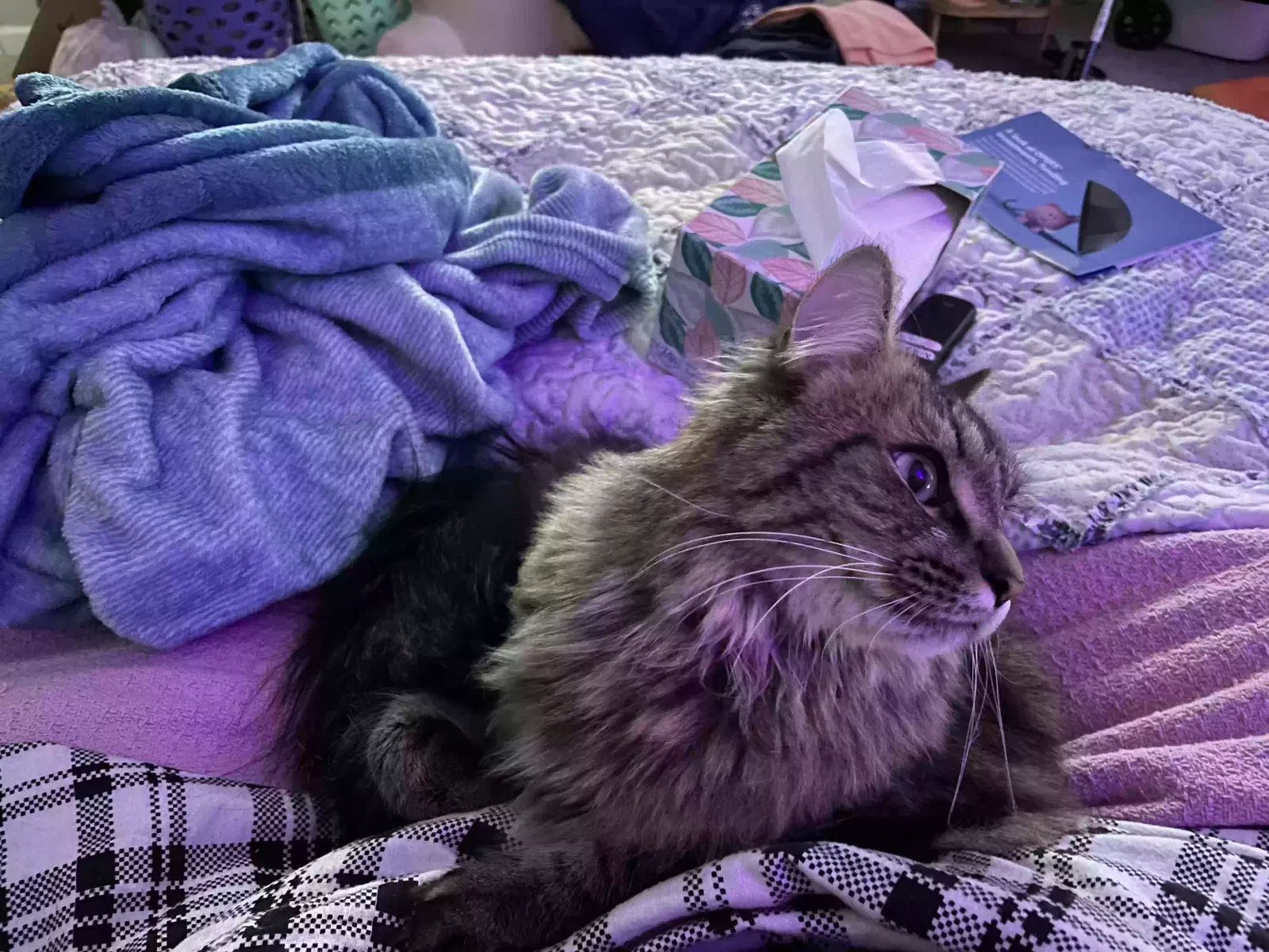 Lost cat in Brunswick, OH, 44212