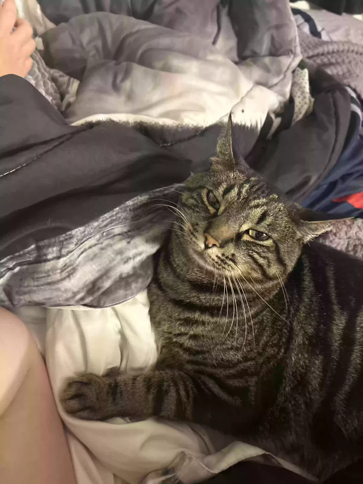 Lost cat in Albany, OR, 97322