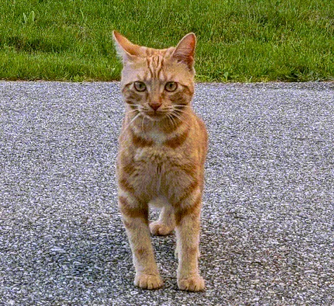 Lost cat in Peterborough, NH, 3458