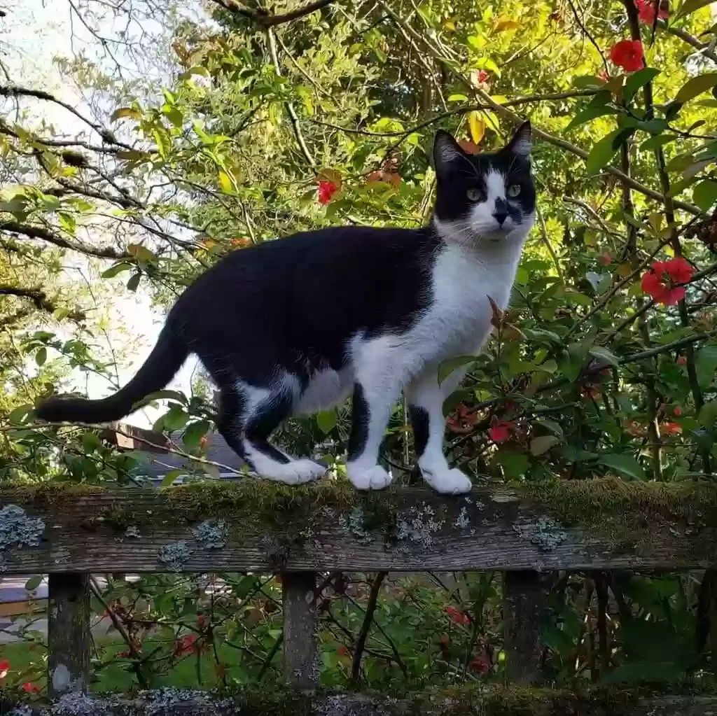 Lost cat in Seattle, WA, 98144