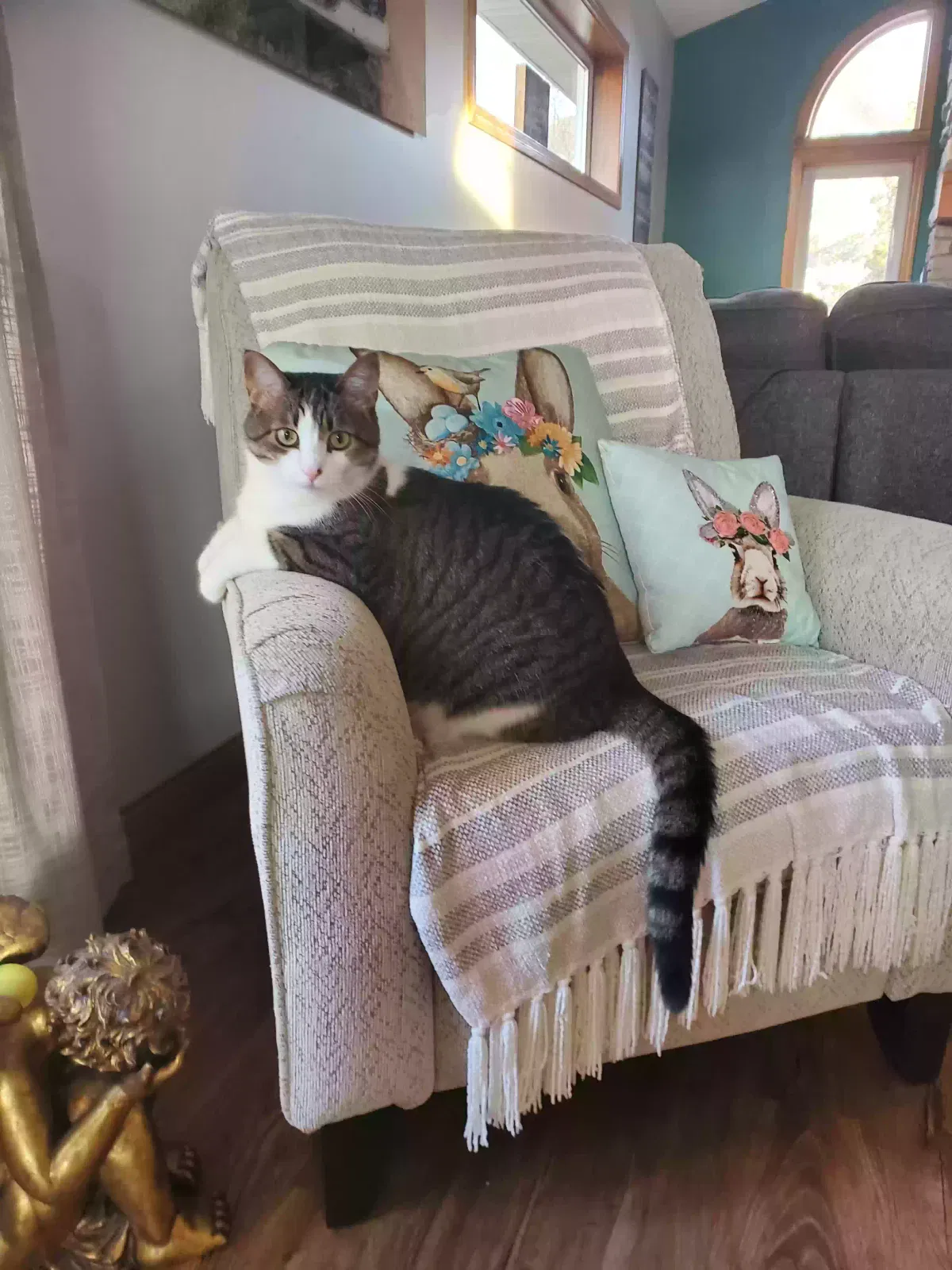 Lost cat in Minneapolis, MN, 55448