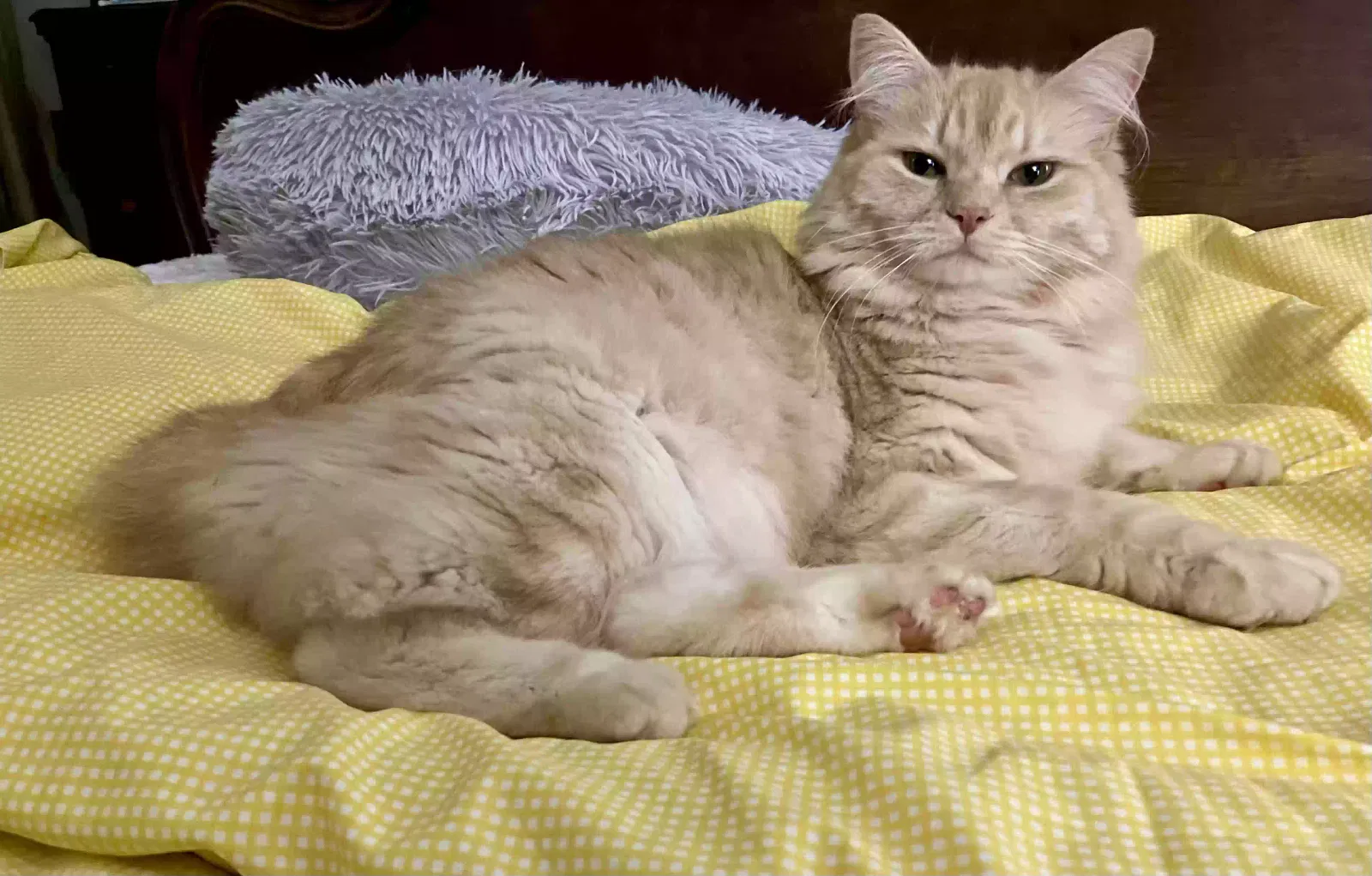 Lost cat in Knoxville, TN, 37918