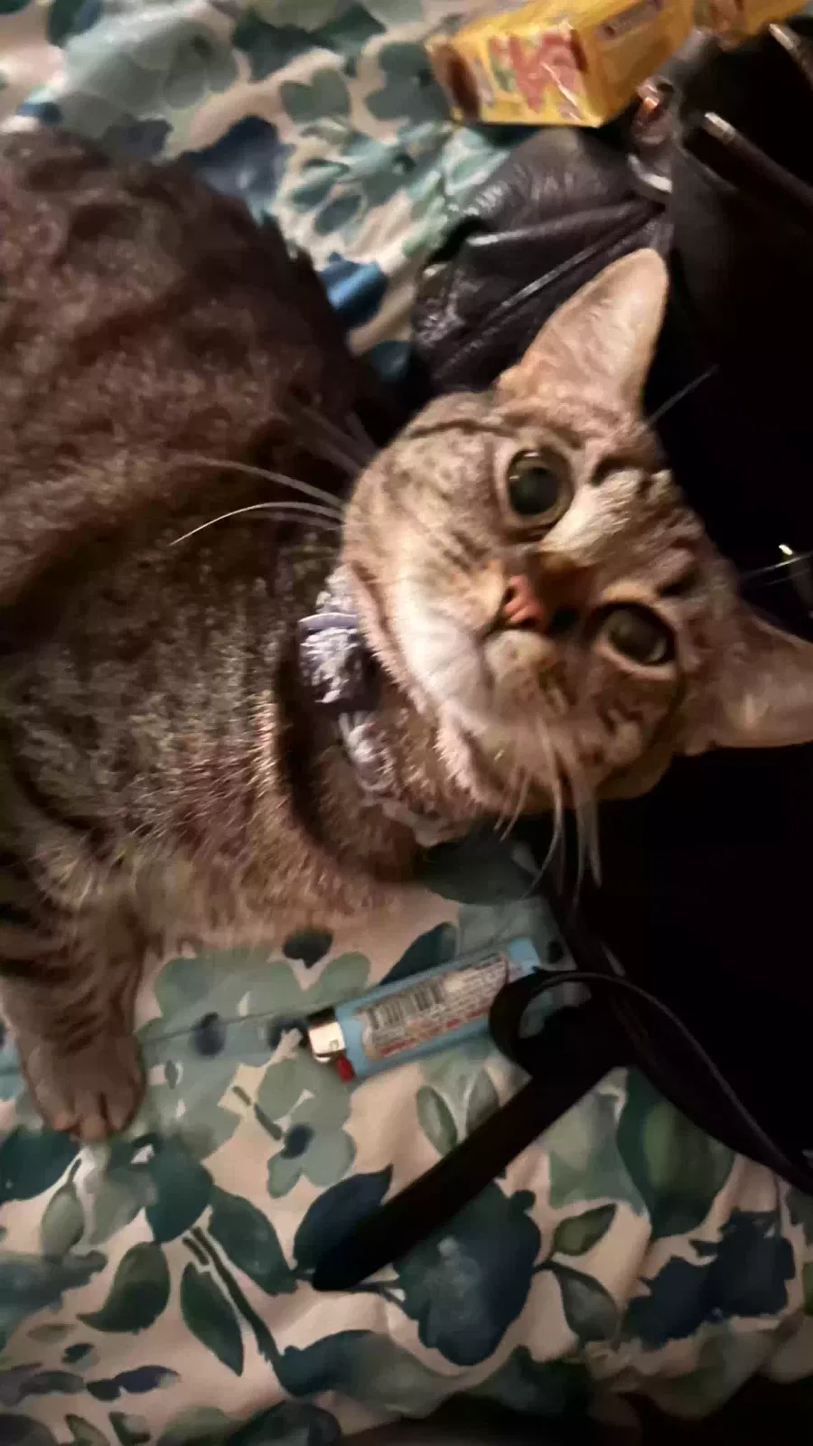 Lost cat in Corona, CA, 92881