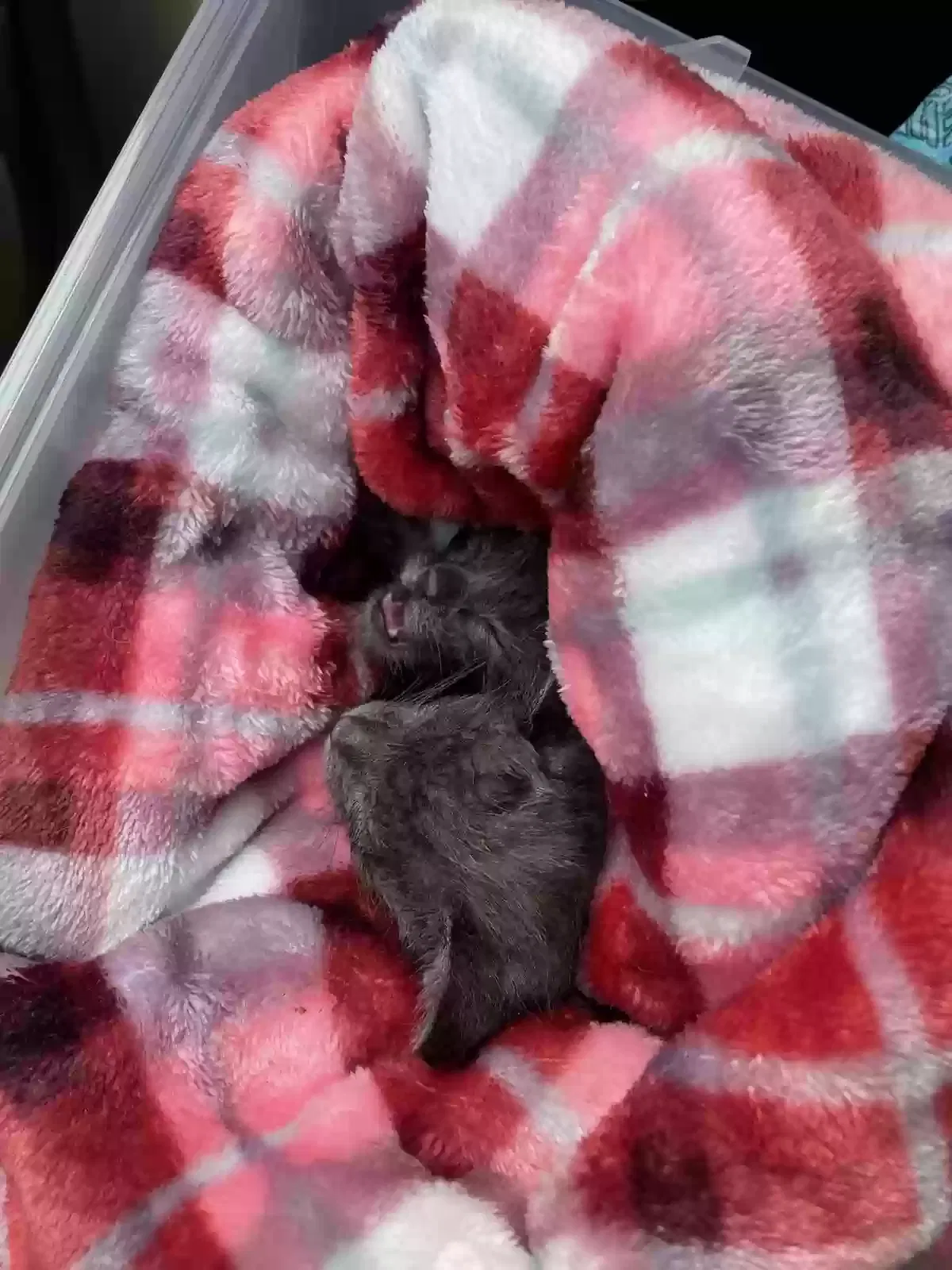 Found cat in Salem, OR, 97306