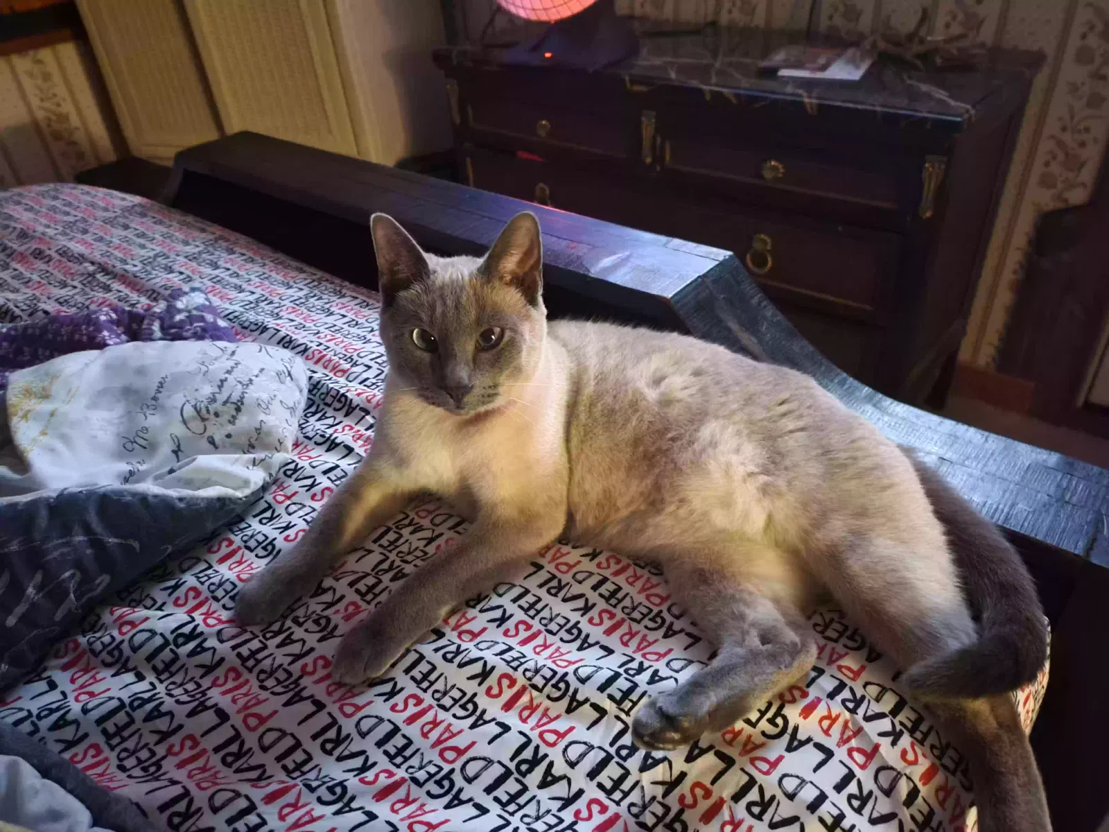 Lost cat in Mimbres, NM, 88049
