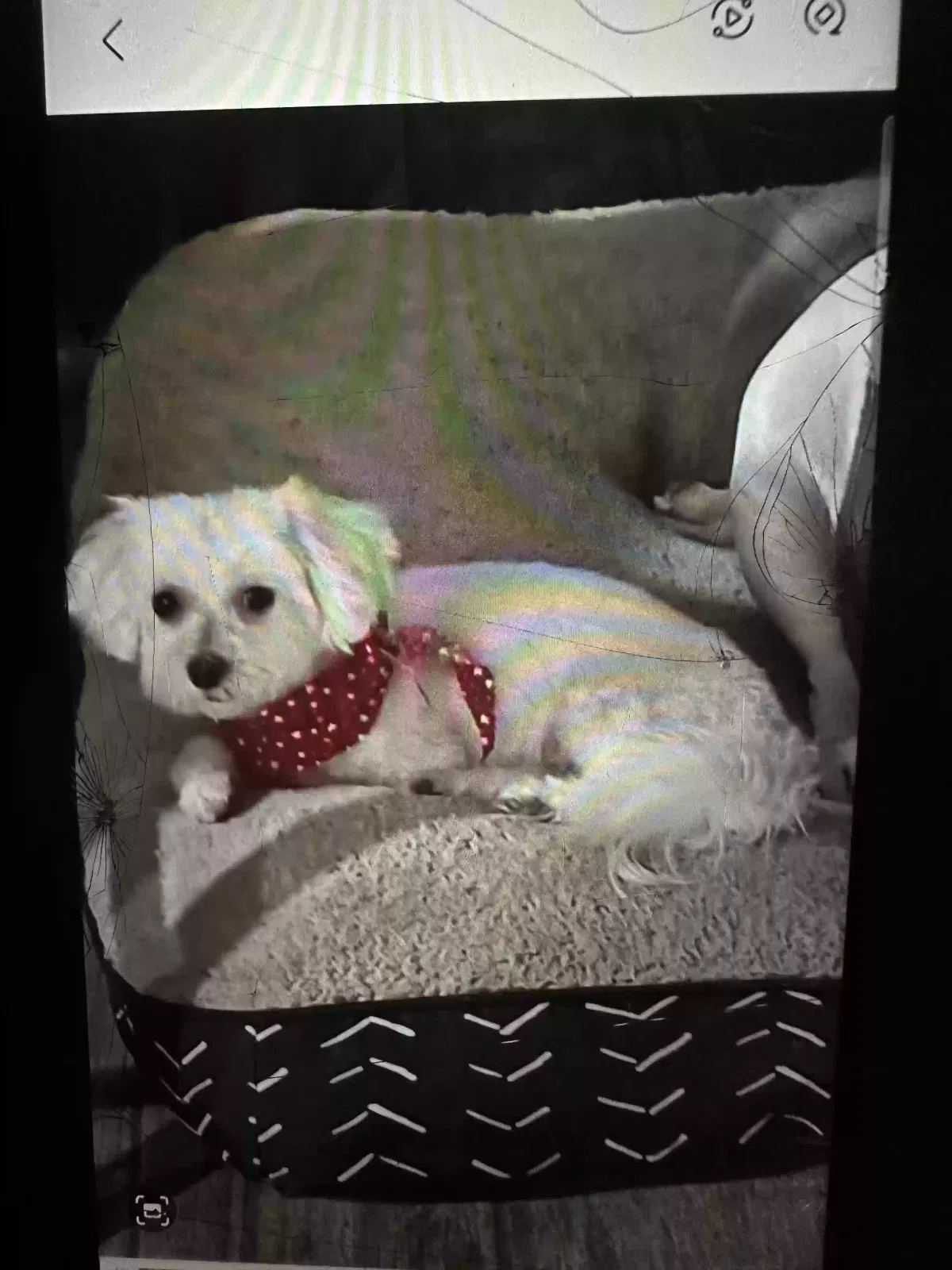 Lost dog in Mission, TX, 78572