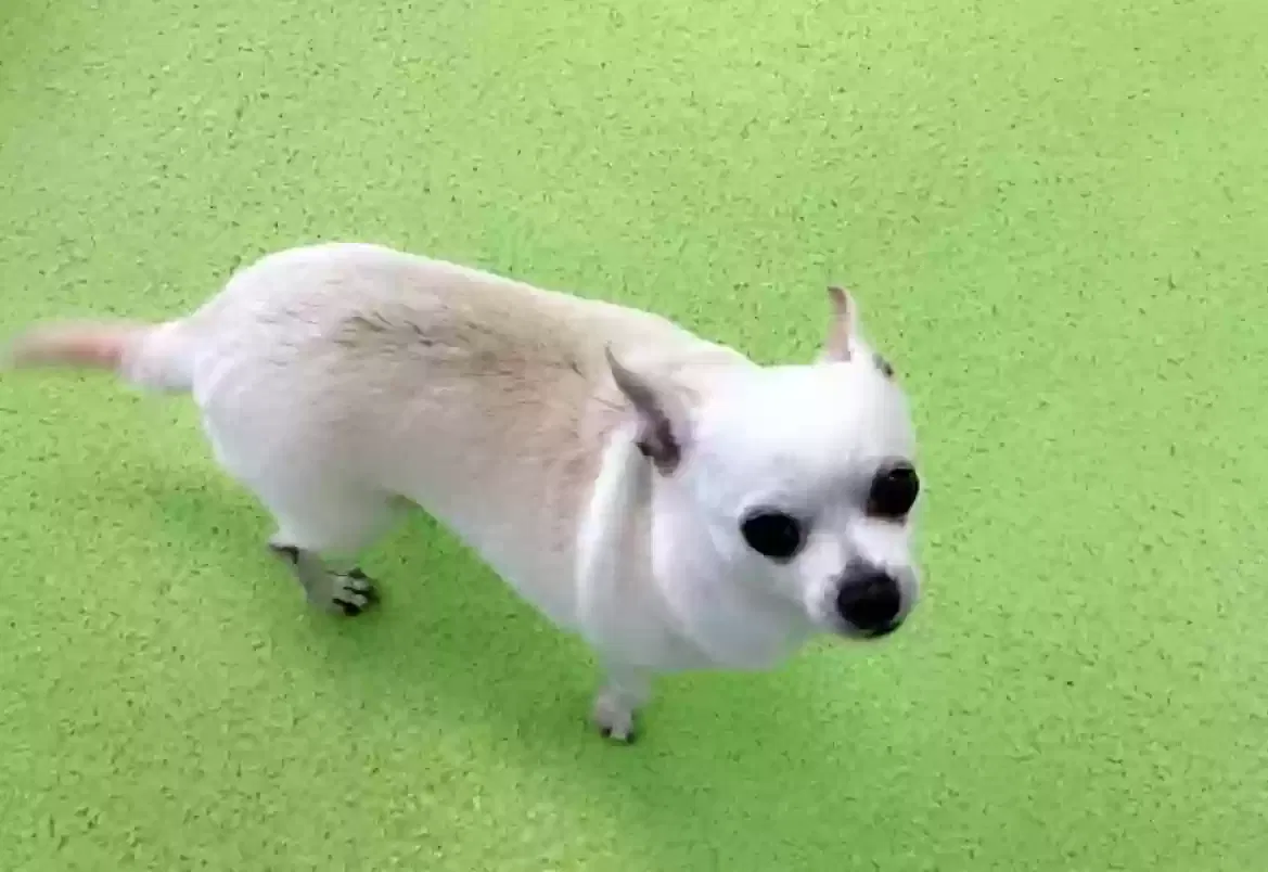 Lost dog in Baytown, TX, 77520