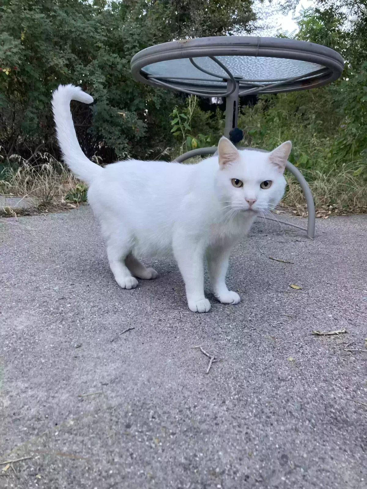 Found cat in Salt Lake City, UT, 84103