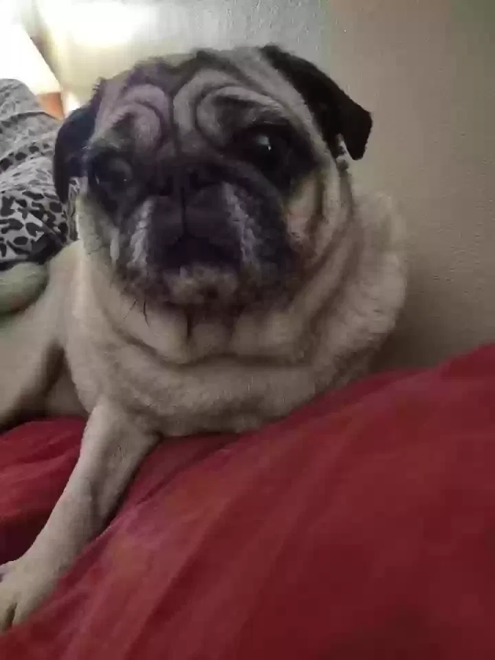 Lost dog in Havre De Grace, MD, 21078