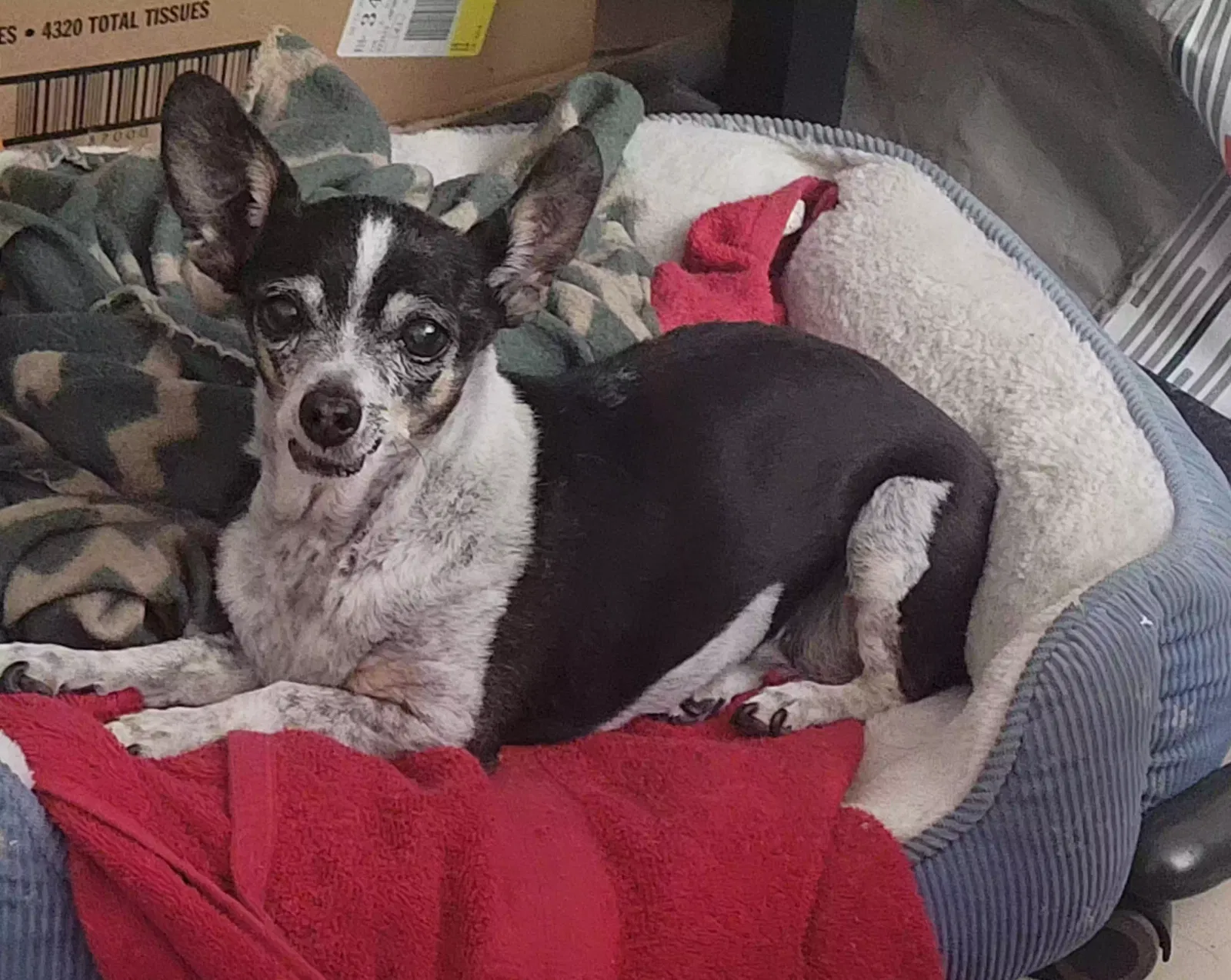 Lost dog in Tucson, AZ, 85757