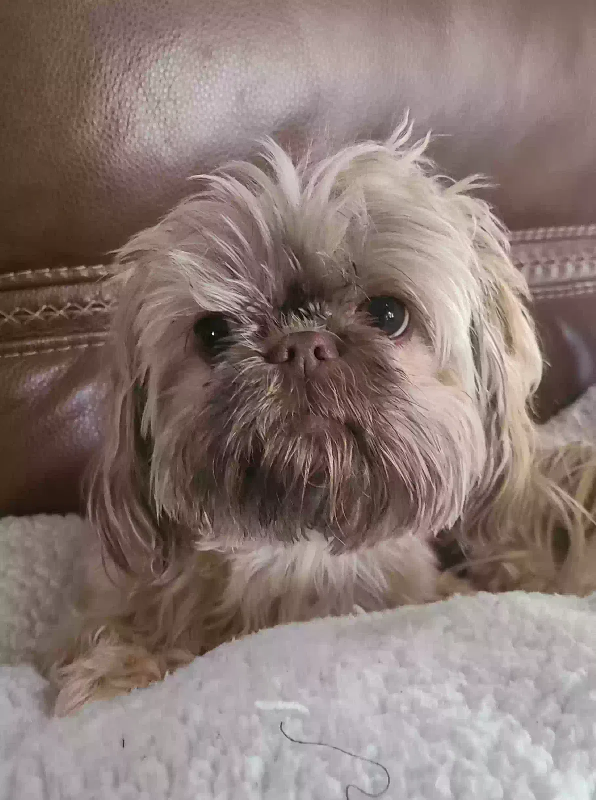 Lost dog in Centerville, IN, 47330