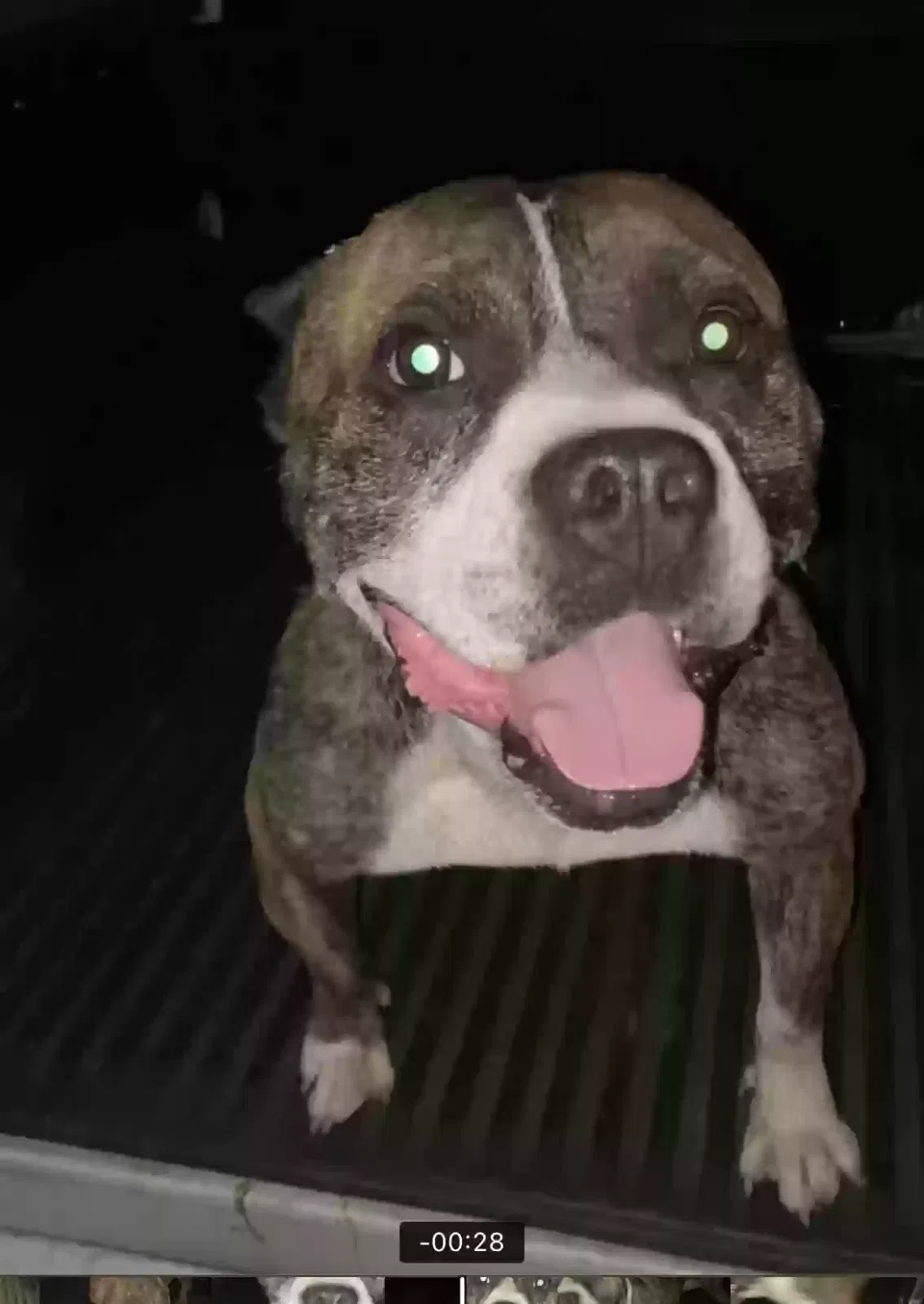 Found dog in Sacramento, CA, 95835