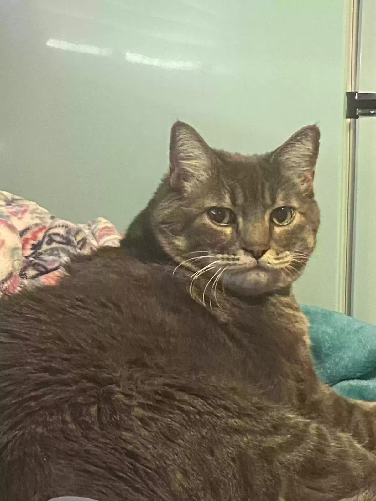 Lost cat in Rancho Cucamonga, CA, 91737