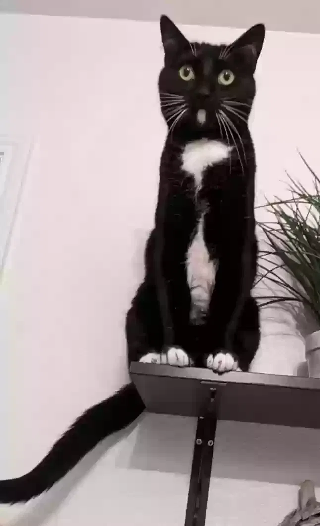 Lost cat in Little Elm, TX, 75068