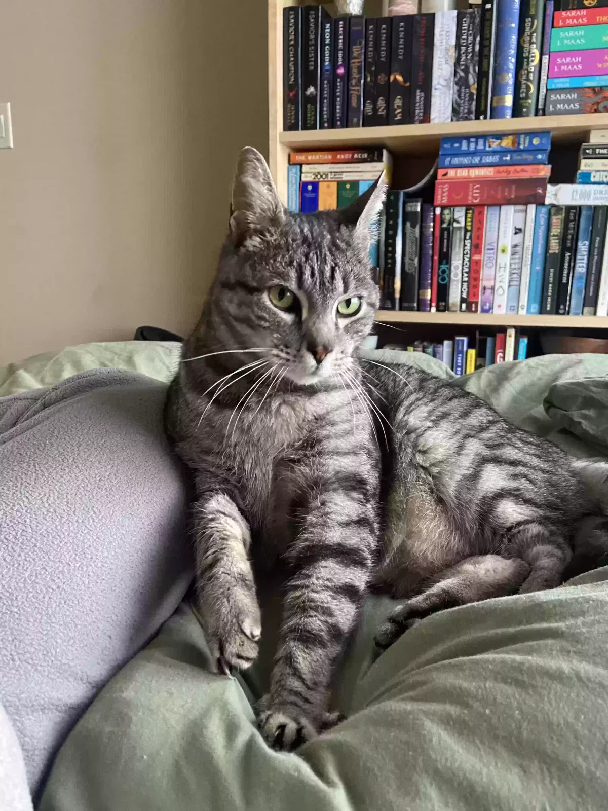 Lost cat in Ridgefield, WA, 98642