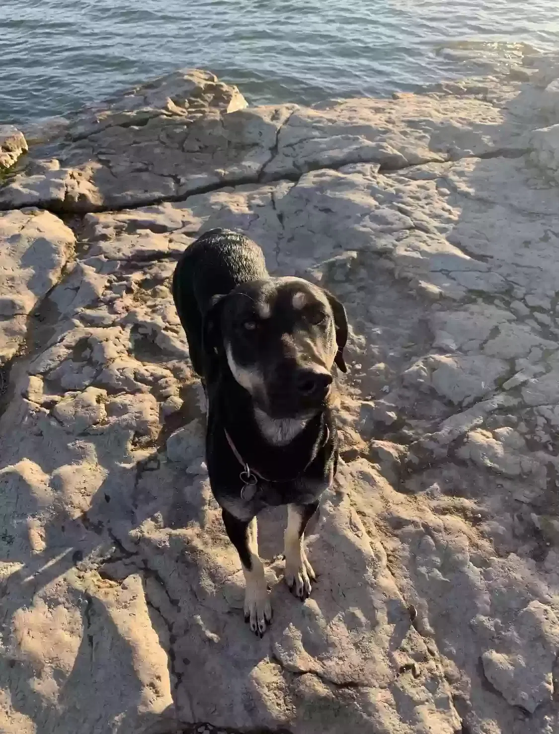 Lost dog in San Antonio, TX, 78230