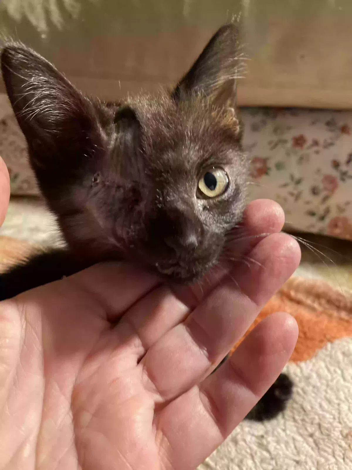 Lost cat in Castro Valley, CA, 94546