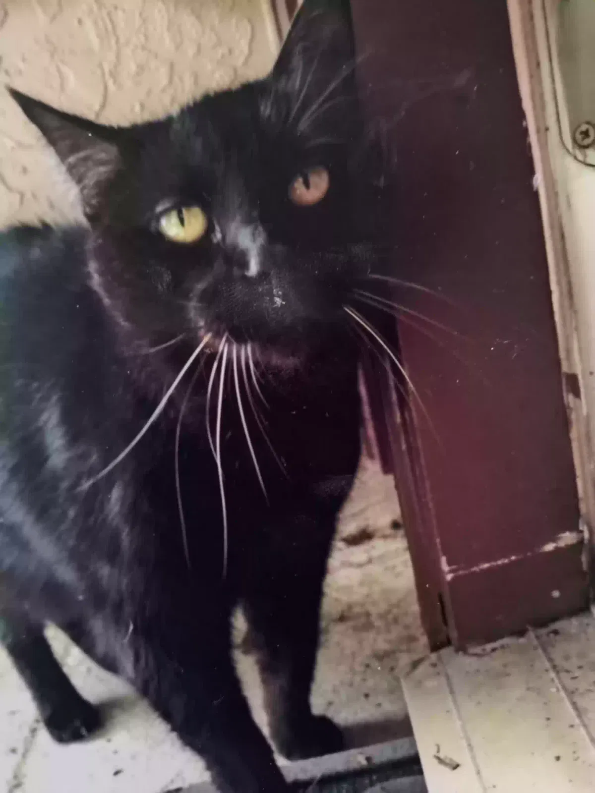 Lost cat in Lake Mary, FL, 32746