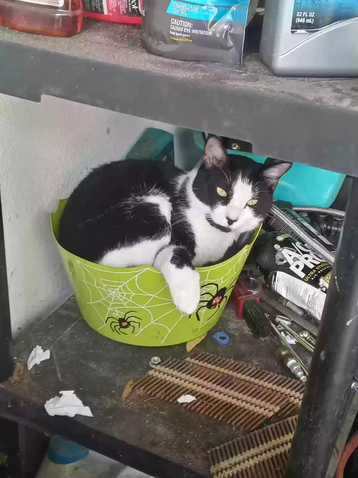 Lost cat in Lake Mary, FL, 32746