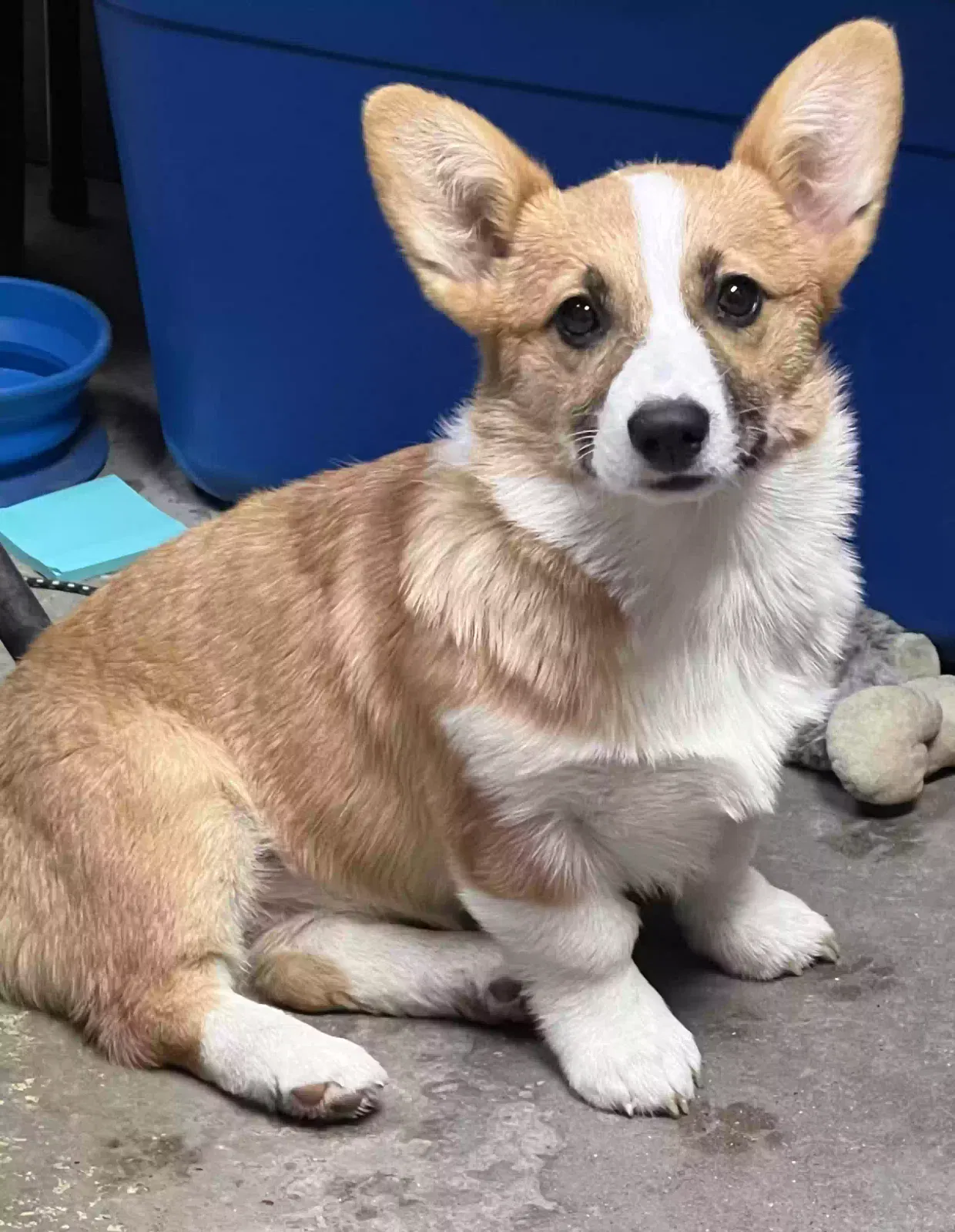 Lost dog in Dayton, TX, 77535