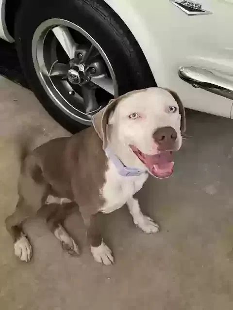 Found dog in Rowland Heights, CA, 91748