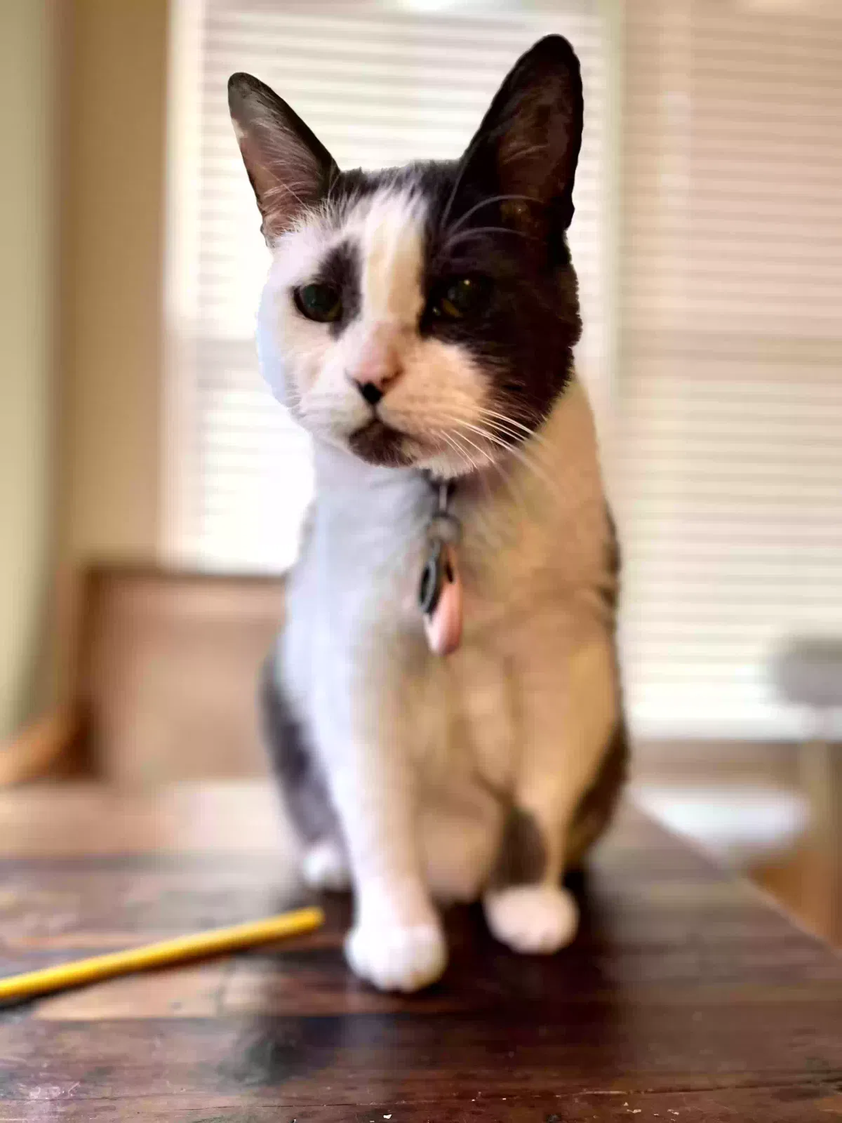 Lost cat in Castle Rock, CO, 80104