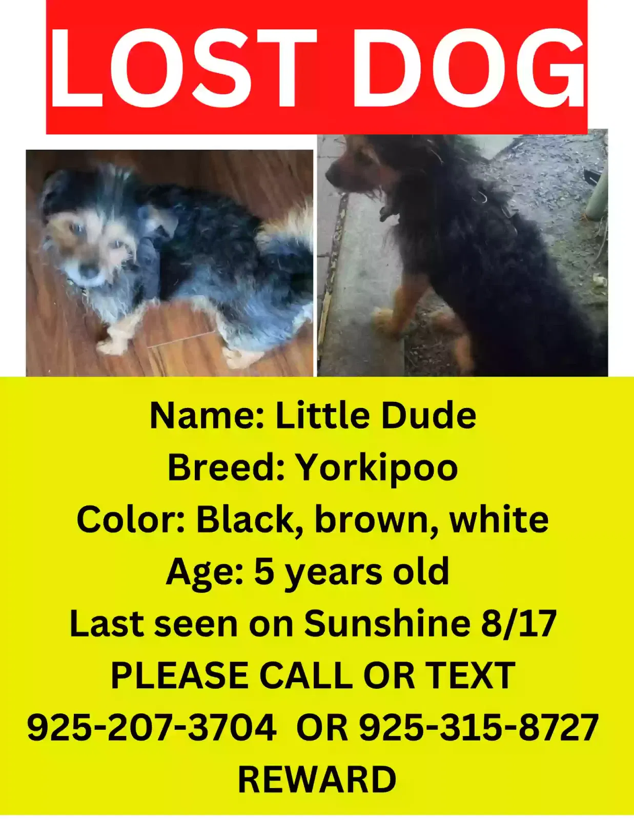 Lost dog in Concord, CA, 94520