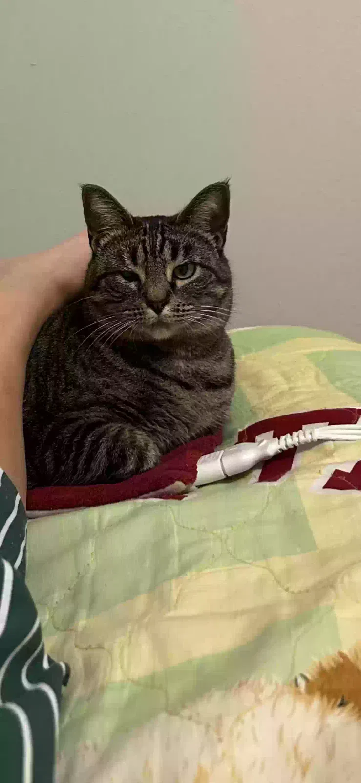 Lost cat in Groves, TX, 77619