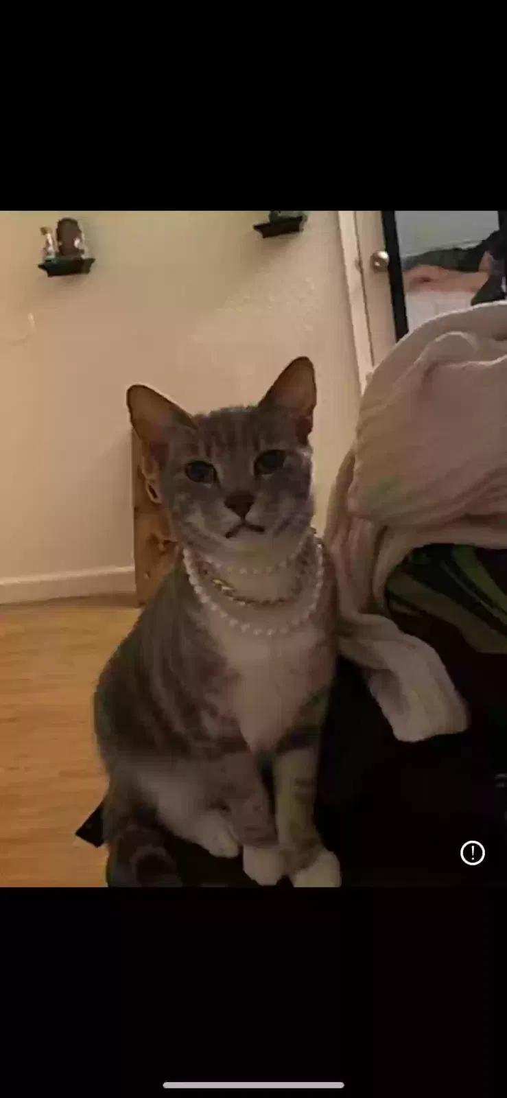 Lost cat in Fresno, CA, 93710