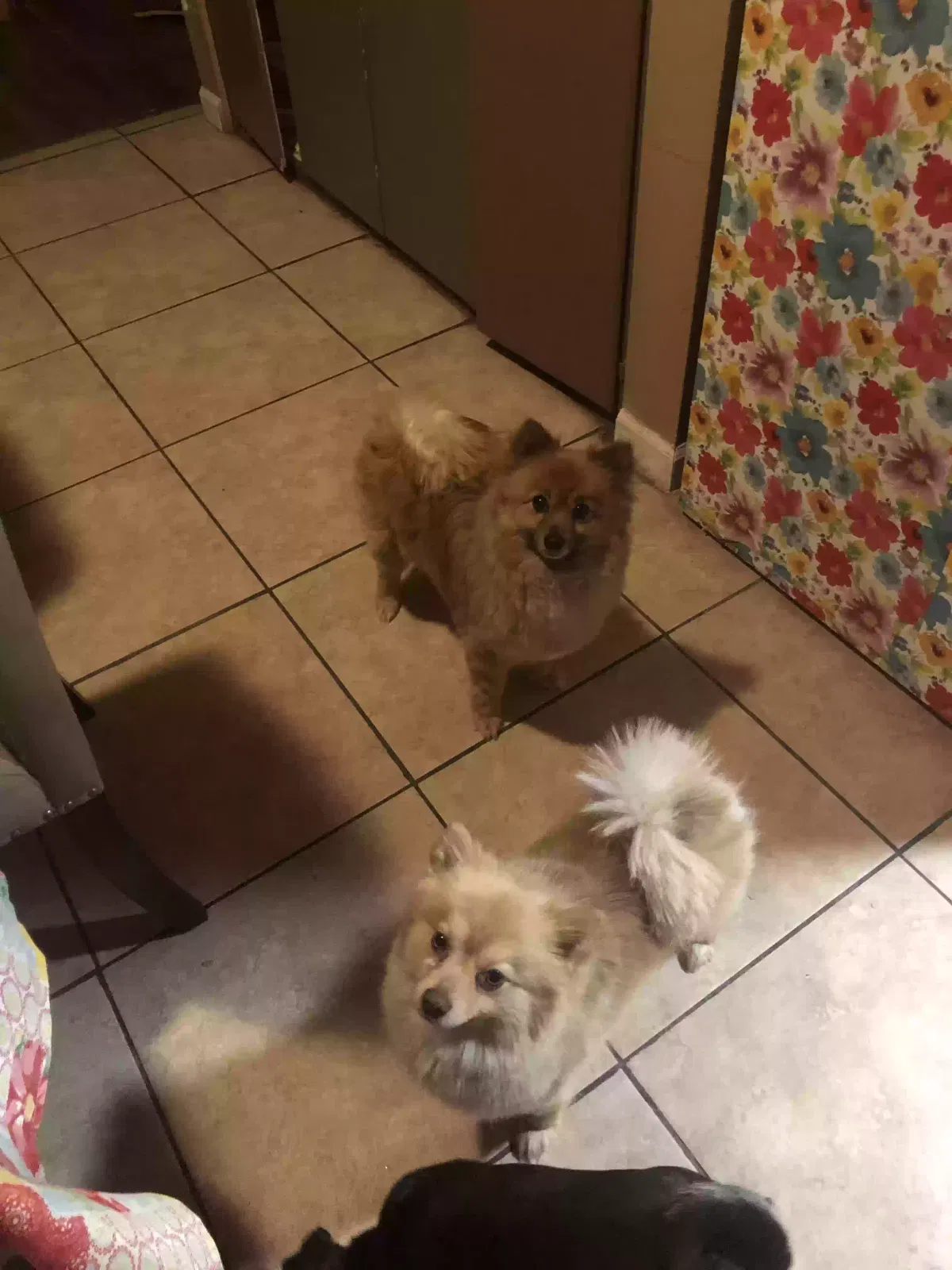 Lost dog in Delano, CA, 93215