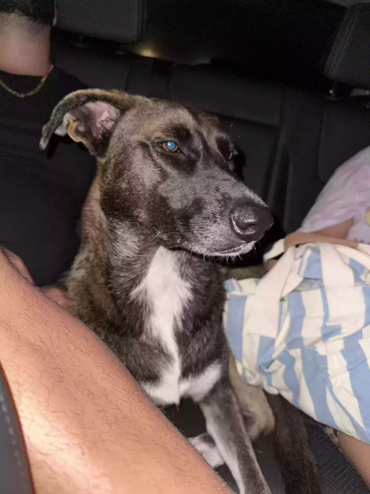 Found dog in Simpsonville, SC, 29680