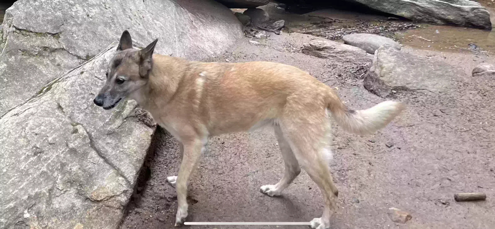 Lost dog in Flat Rock, NC, 28731