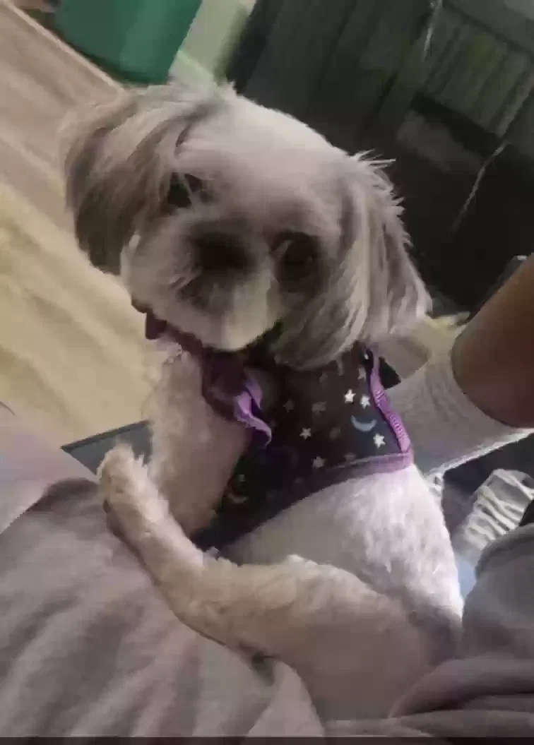 Lost dog in Charlotte, NC, 28212