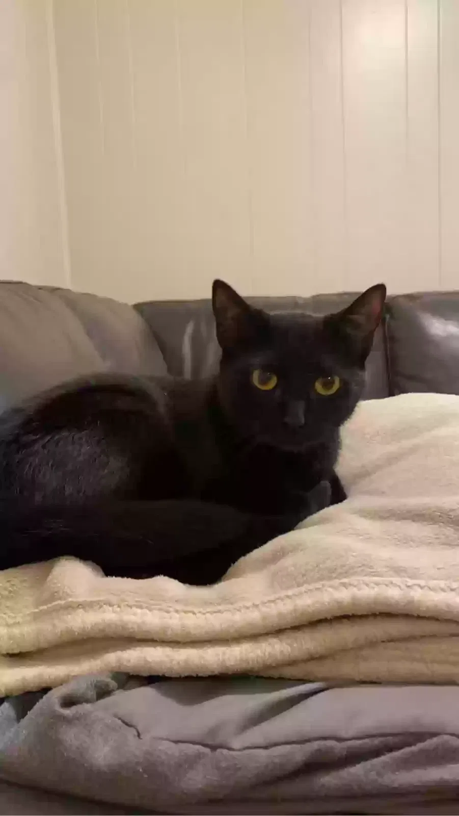 Found cat in Rochester, NY, 14608