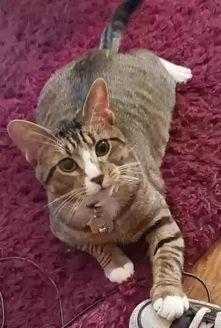 Lost cat in Louisville, KY, 40217