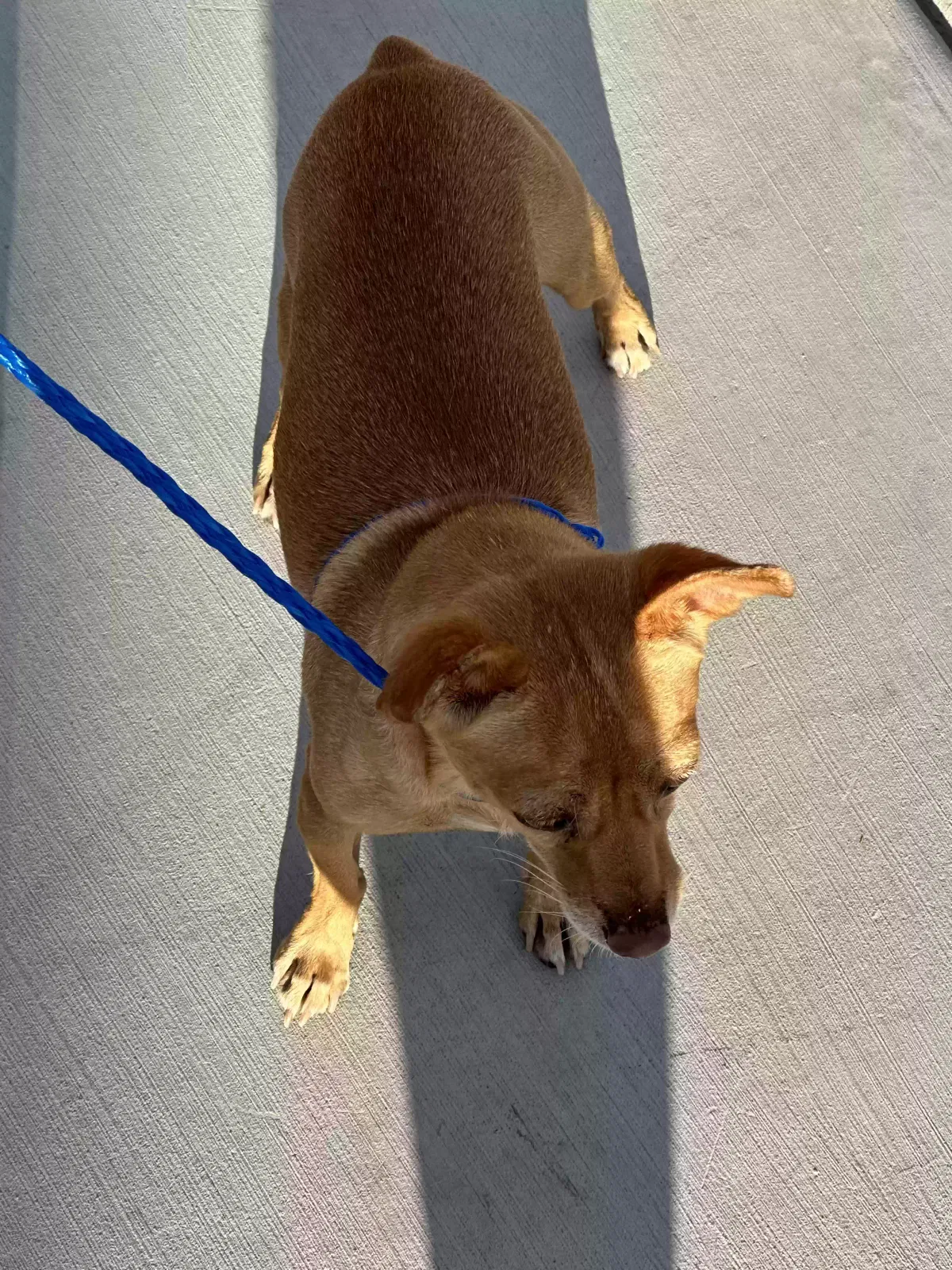 Lost dog in Henderson, NV, 89074