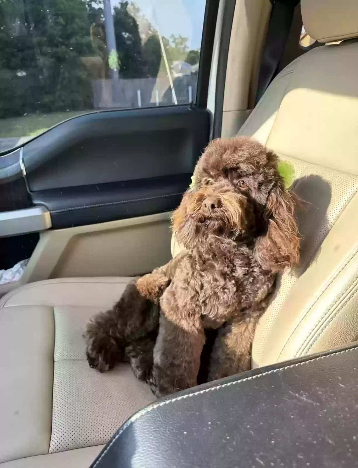Lost dog in Foley, AL, 36535
