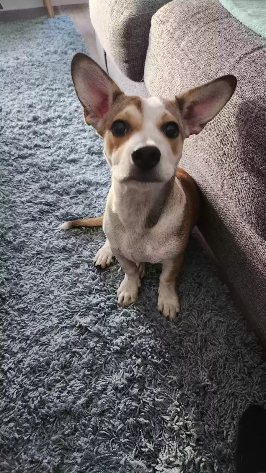 Found dog in North Las Vegas, NV, 89032