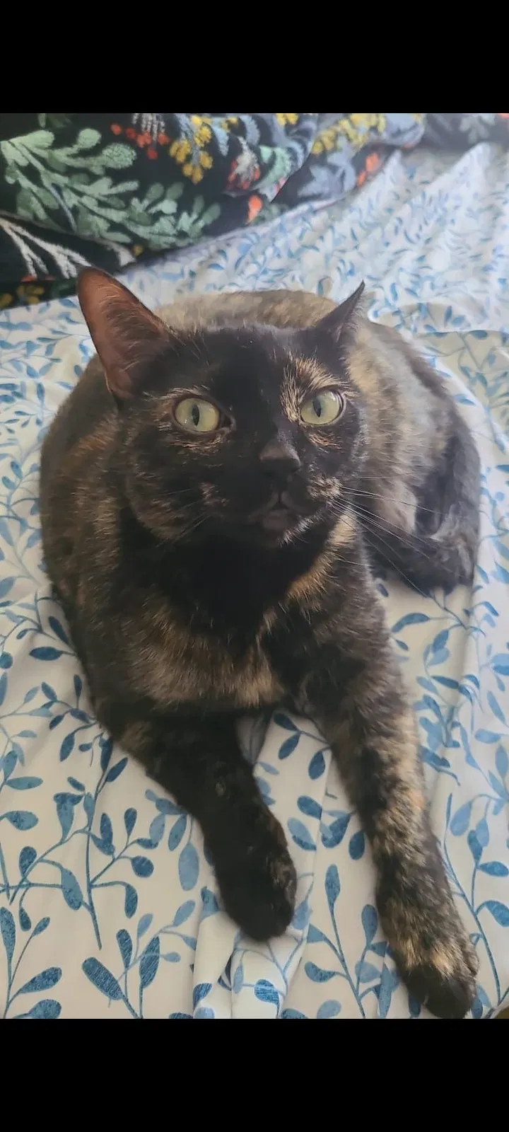 Lost cat in Rancho Santa Margarita, CA, 92688