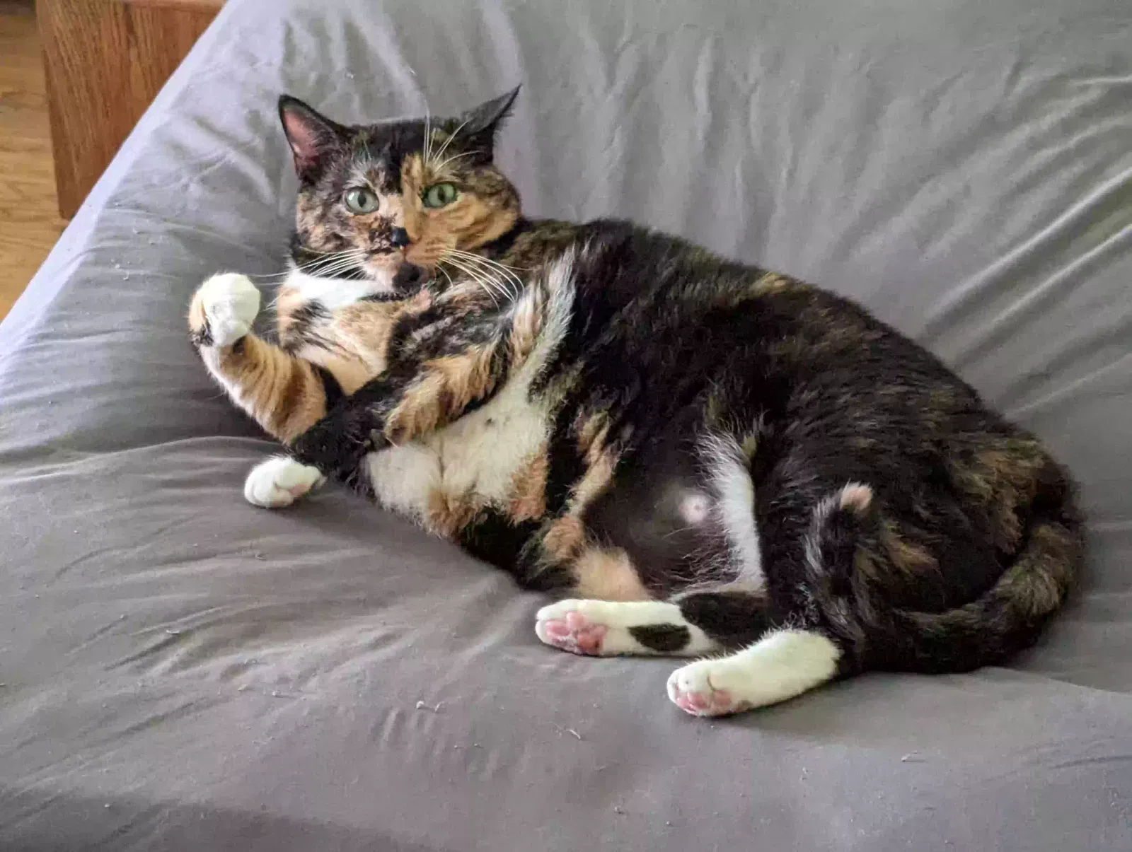 Lost cat in Lemoyne, OH, 43441