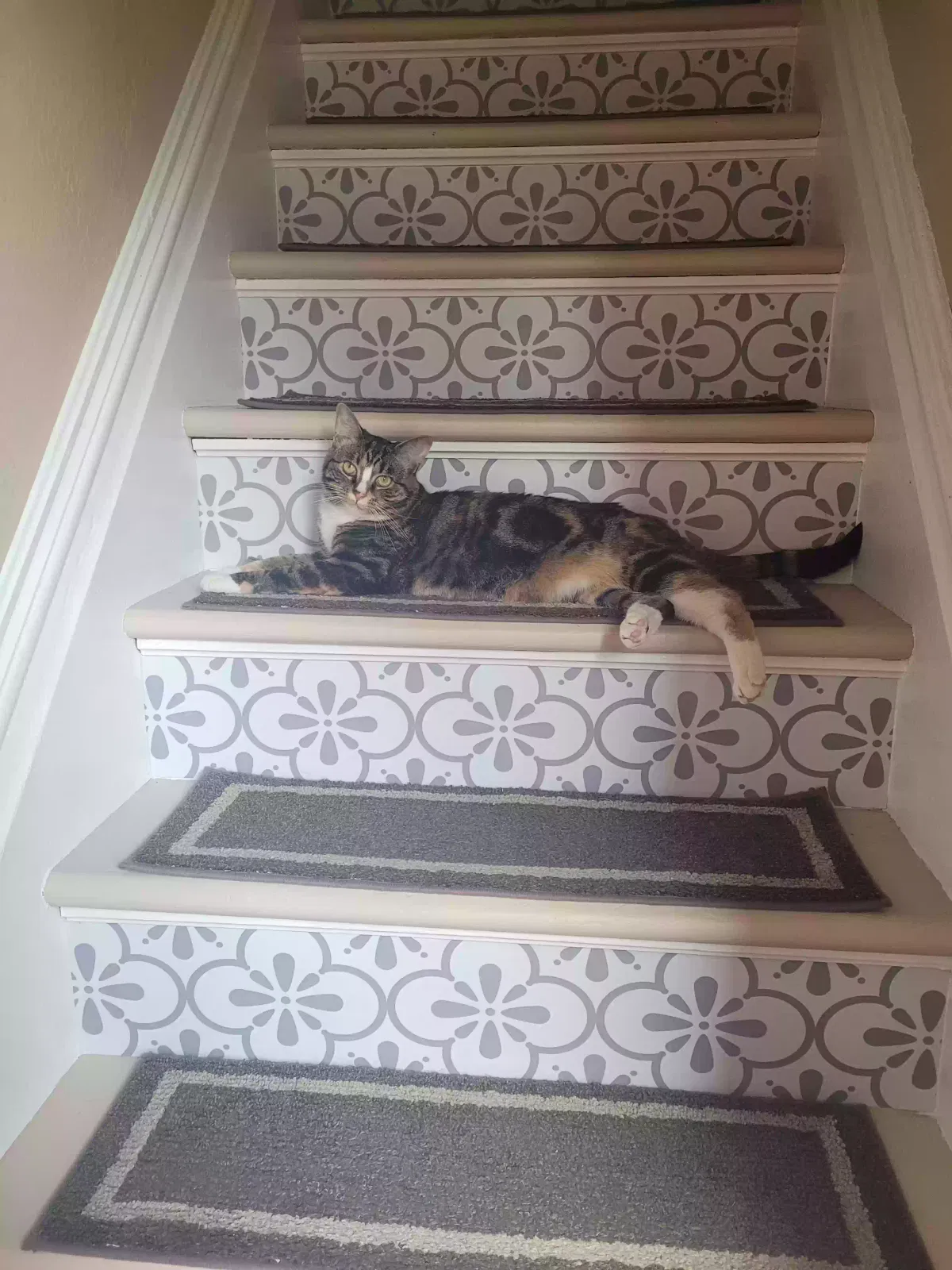 Lost cat in Greensburg, PA, 15601